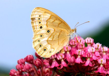 Today's Mass Extinction and Holocene-Anthropocene Thermal Maximum (23436448893)