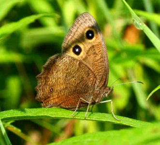 Today's Mass Extinction and Holocene-Anthropocene Thermal Maximum (23436466543)