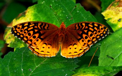 Today's Mass Extinction and Holocene-Anthropocene Thermal Maximum (22778311988)