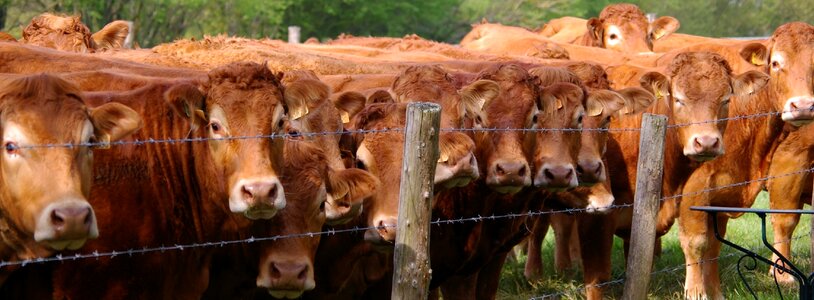 Animals field agriculture