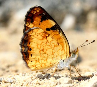 Today's Mass Extinction and Holocene-Anthropocene Thermal Maximum (23594063769)