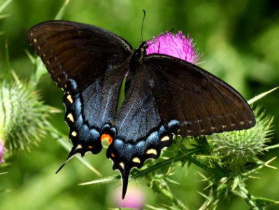 Today's Mass Extinction and Holocene-Anthropocene Thermal Maximum (23164466926)