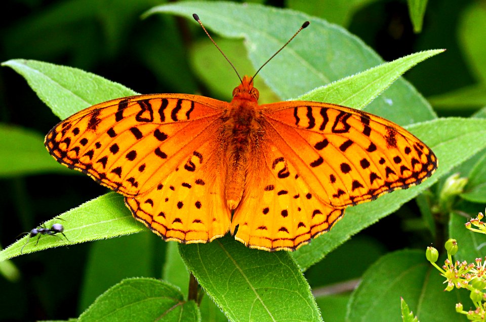 Today's Mass Extinction and Holocene-Anthropocene Thermal Maximum (23615888330)