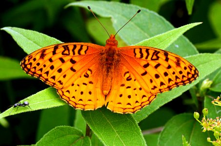 Today's Mass Extinction and Holocene-Anthropocene Thermal Maximum (23615888330)
