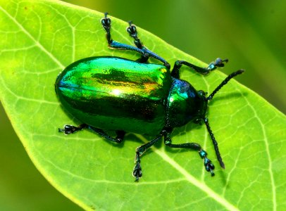 Today's Mass Extinction and Holocene-Anthropocene Thermal Maximum (23851534424)