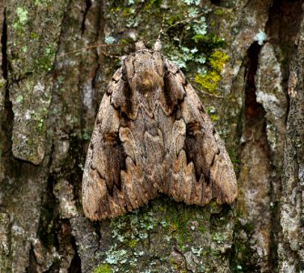 Today's Mass Extinction and Holocene-Anthropocene Thermal Maximum (23288474543)