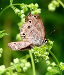 Today's Mass Extinction and Holocene-Anthropocene Thermal Maximum (23818899170)