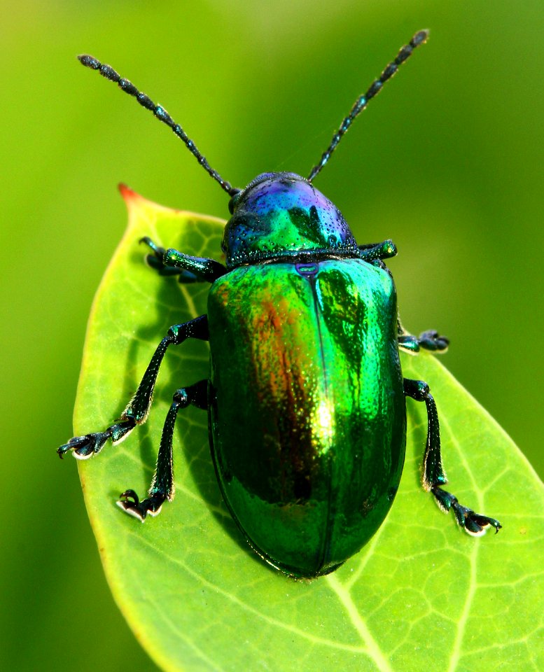 Today's Mass Extinction and Holocene-Anthropocene Thermal Maximum (23851537284)
