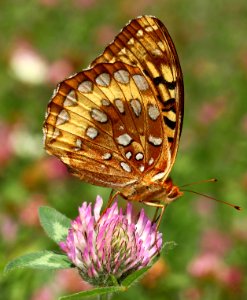 Today's Mass Extinction and Holocene-Anthropocene Thermal Maximum (23487761483)