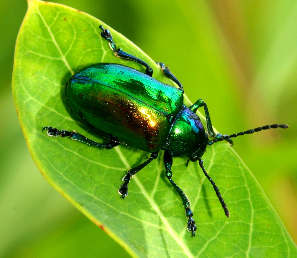 Today's Mass Extinction and Holocene-Anthropocene Thermal Maximum (23851539814)