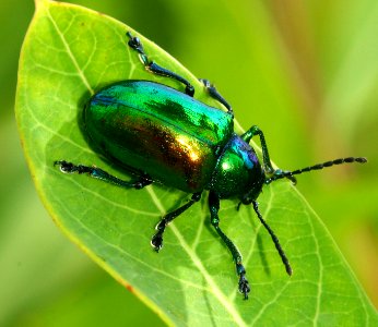 Today's Mass Extinction and Holocene-Anthropocene Thermal Maximum (23851539814)