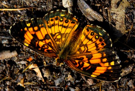 Today's Mass Extinction and Holocene-Anthropocene Thermal Maximum (23887885136)
