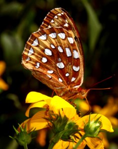 Today's Mass Extinction and Holocene-Anthropocene Thermal Maximum (23601915634)