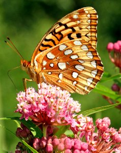 Today's Mass Extinction and Holocene-Anthropocene Thermal Maximum (23628388193)