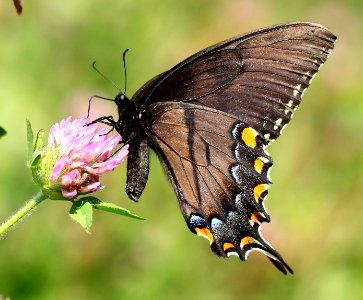 Today's Mass Extinction and Holocene-Anthropocene Thermal Maximum (24037137886)