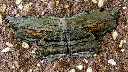 Today's Mass Extinction and Holocene-Anthropocene Thermal Maximum (23755788724)
