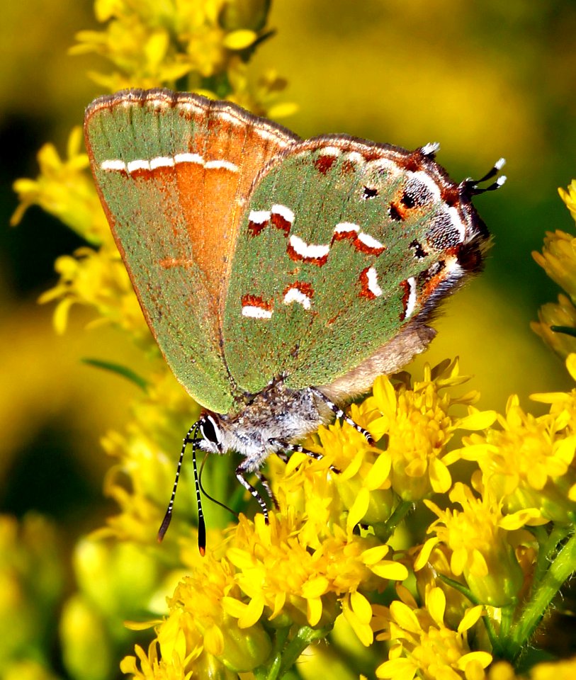 Today's Mass Extinction and Holocene-Anthropocene Thermal Maximum (23797846773)