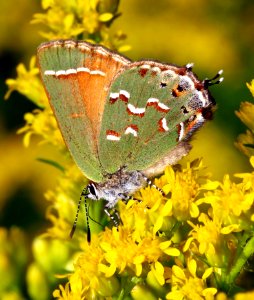 Today's Mass Extinction and Holocene-Anthropocene Thermal Maximum (23797846773)