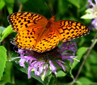 Today's Mass Extinction and Holocene-Anthropocene Thermal Maximum (24111932509)