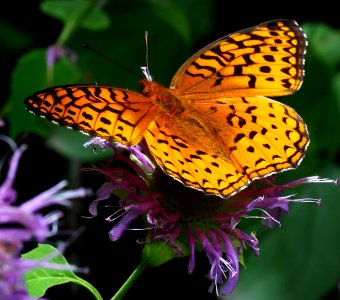 Today's Mass Extinction and Holocene-Anthropocene Thermal Maximum (24111937009)
