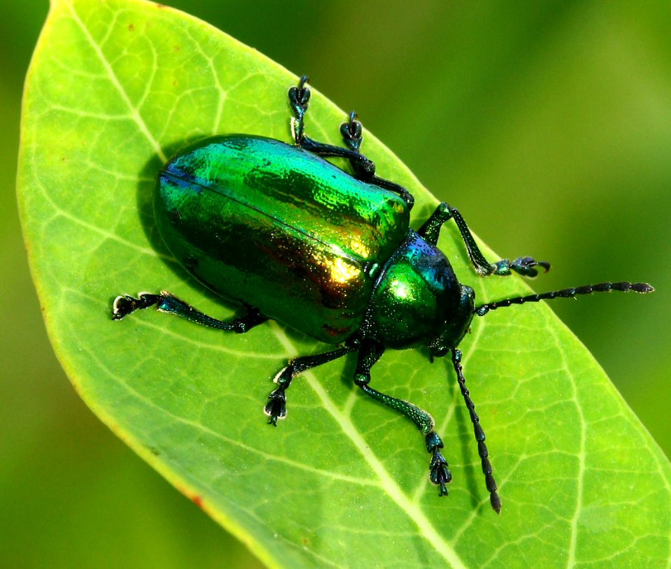 Today's Mass Extinction and Holocene-Anthropocene Thermal Maximum (23851541664)