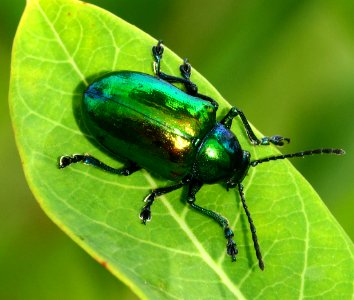 Today's Mass Extinction and Holocene-Anthropocene Thermal Maximum (23851541664)
