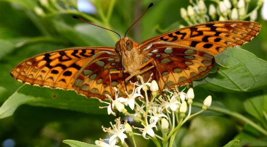 Today's Mass Extinction and Holocene-Anthropocene Thermal Maximum (24214127146)