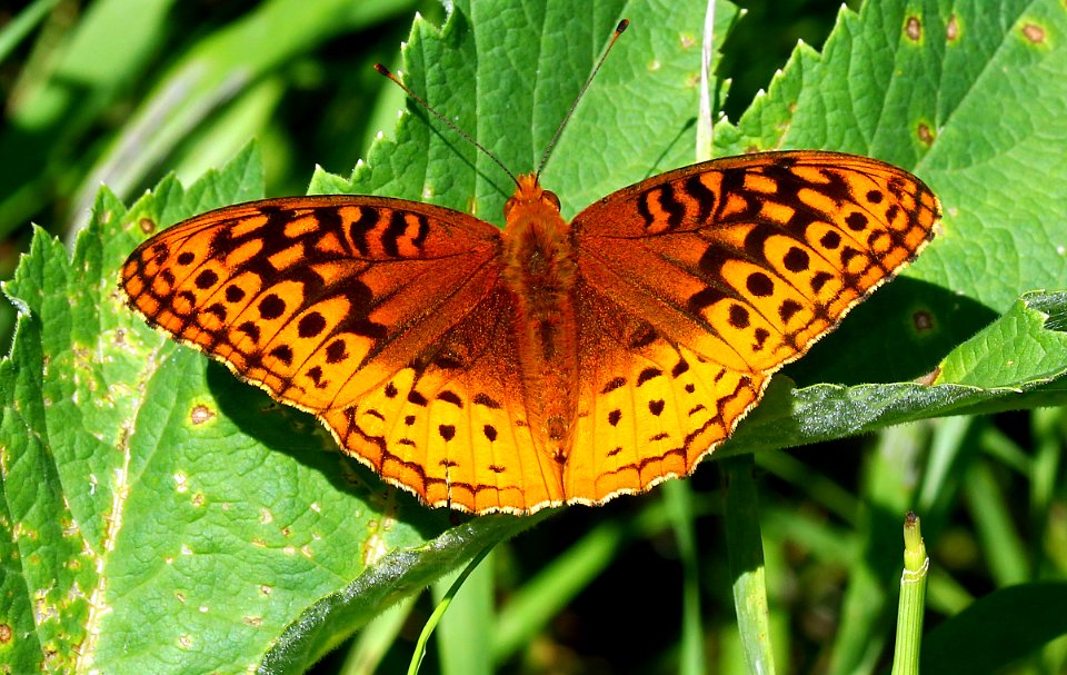 Today's Mass Extinction and Holocene-Anthropocene Thermal Maximum (24148184751)