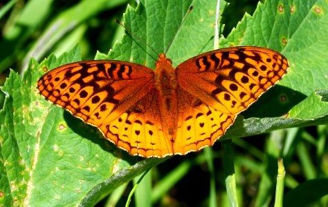 Today's Mass Extinction and Holocene-Anthropocene Thermal Maximum (24148184751)