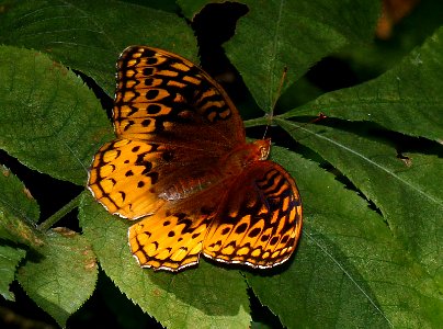 Today's Mass Extinction and Holocene-Anthropocene Thermal Maximum (23887370699)