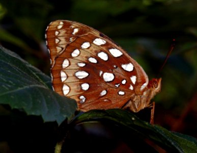Today's Mass Extinction and Holocene-Anthropocene Thermal Maximum (24255208625)