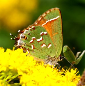 Today's Mass Extinction and Holocene-Anthropocene Thermal Maximum (24316382332)