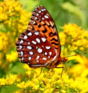 Today's Mass Extinction and Holocene-Anthropocene Thermal Maximum (23909425381)