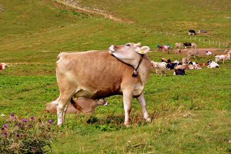 Pasture animals cows