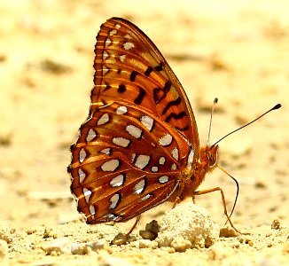 Today's Mass Extinction and Holocene-Anthropocene Thermal Maximum (23911551695)