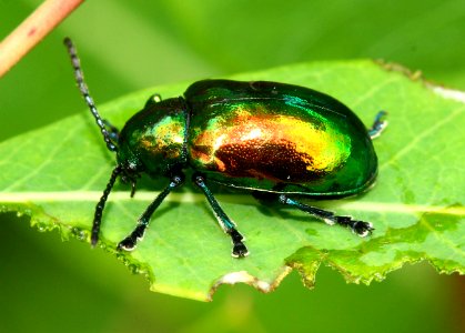 Today's Mass Extinction and Holocene-Anthropocene Thermal Maximum (24397302931)
