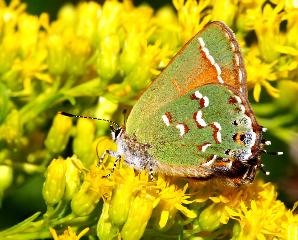 Today's Mass Extinction and Holocene-Anthropocene Thermal Maximum (24424641165)
