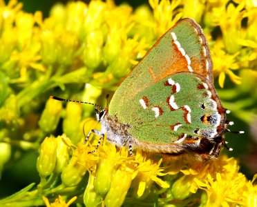 Today's Mass Extinction and Holocene-Anthropocene Thermal Maximum (24424641165)