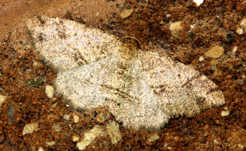 Today's Mass Extinction and Holocene-Anthropocene Thermal Maximum (24434606304)