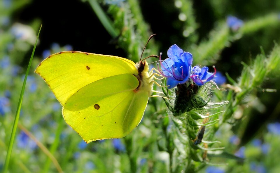 At the court of flower butterflies