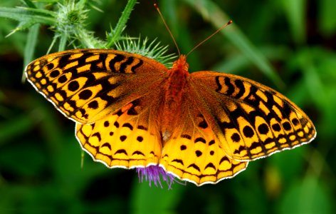 Today's Mass Extinction and Holocene-Anthropocene Thermal Maximum (24479696315)