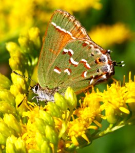 Today's Mass Extinction and Holocene-Anthropocene Thermal Maximum (24398421956)