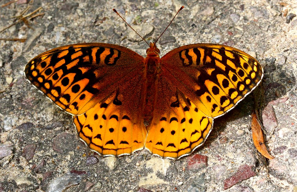 Today's Mass Extinction and Holocene-Anthropocene Thermal Maximum (24056810589)