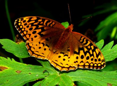 Today's Mass Extinction and Holocene-Anthropocene Thermal Maximum (24553286589)