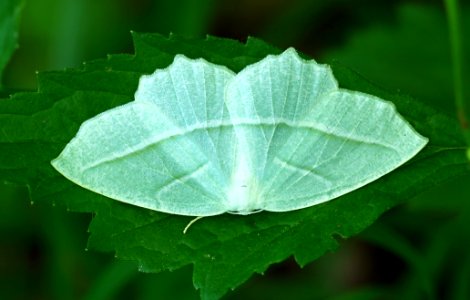 Today's Mass Extinction and Holocene-Anthropocene Thermal Maximum (24505413664)