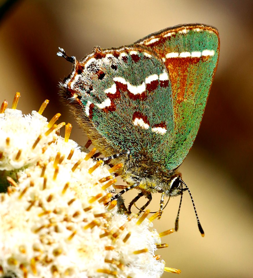 Today's Mass Extinction and Holocene-Anthropocene Thermal Maximum (24655959127)
