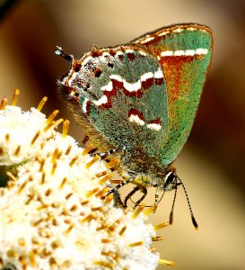 Today's Mass Extinction and Holocene-Anthropocene Thermal Maximum (24655959127)