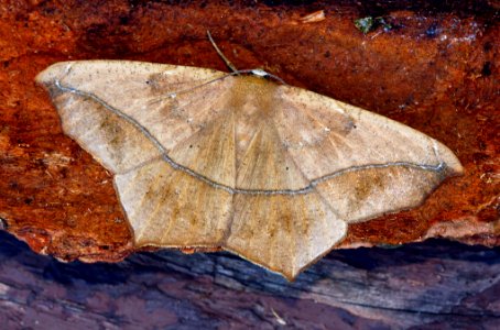 Today's Mass Extinction and Holocene-Anthropocene Thermal Maximum (24574729662)