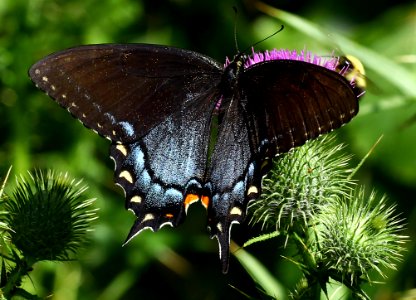 Today's Mass Extinction and Holocene-Anthropocene Thermal Maximum (24678862193)