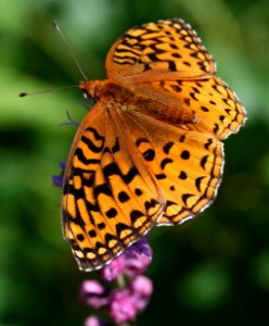 Today's Mass Extinction and Holocene-Anthropocene Thermal Maximum (24372586163)